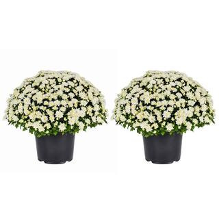 3 Qt. Live White Chrysanthemum (Mum) Plant for Fall Garden, Porch or Patio (2-Pack) | The Home Depot