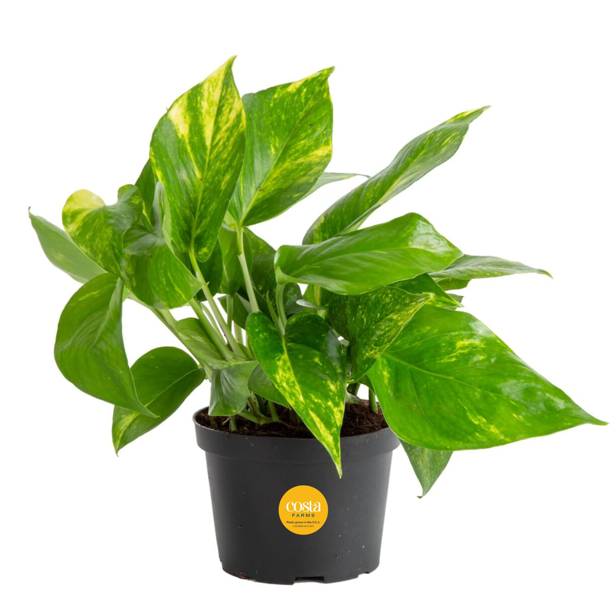 Costa Farms Golden Pothos Live Plant, Easy Care Indoor House Plant in Grower's Pot, Potting Soil,... | Amazon (US)