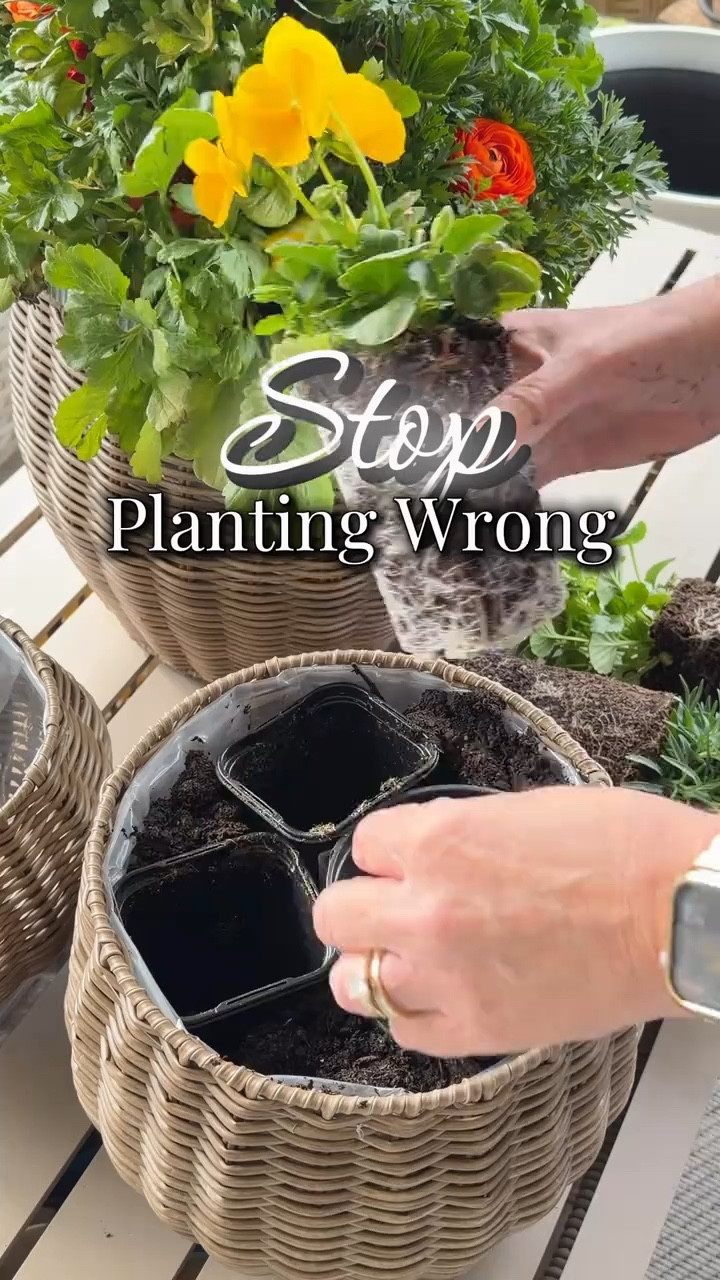 Game changing planting hack + the prettiest planters 🪴 fill halfway with soil, press your pot in, pull it out — perfect hole every time. These faux rattan planters are giving luxury for less and are on sale now!! @QVC 

#LTKHome #LTKSeasonal #LTKSaleAlert
