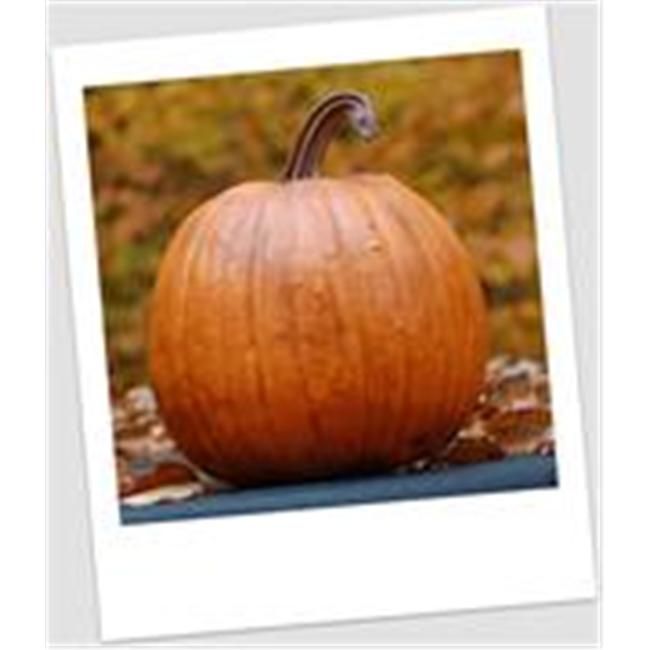Craft-Tex PUM 2 Classic Pumpkin Fall Harvest - Walmart.com | Walmart (US)