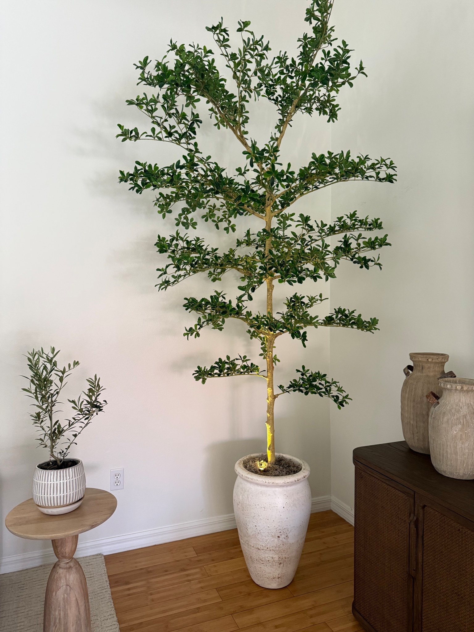 Finally found the perfect realistic olive tree 

#LTKStyleTip #LTKHome
