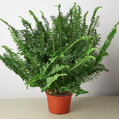 Jester's Crown Fern - 6" Pot | Wayfair North America