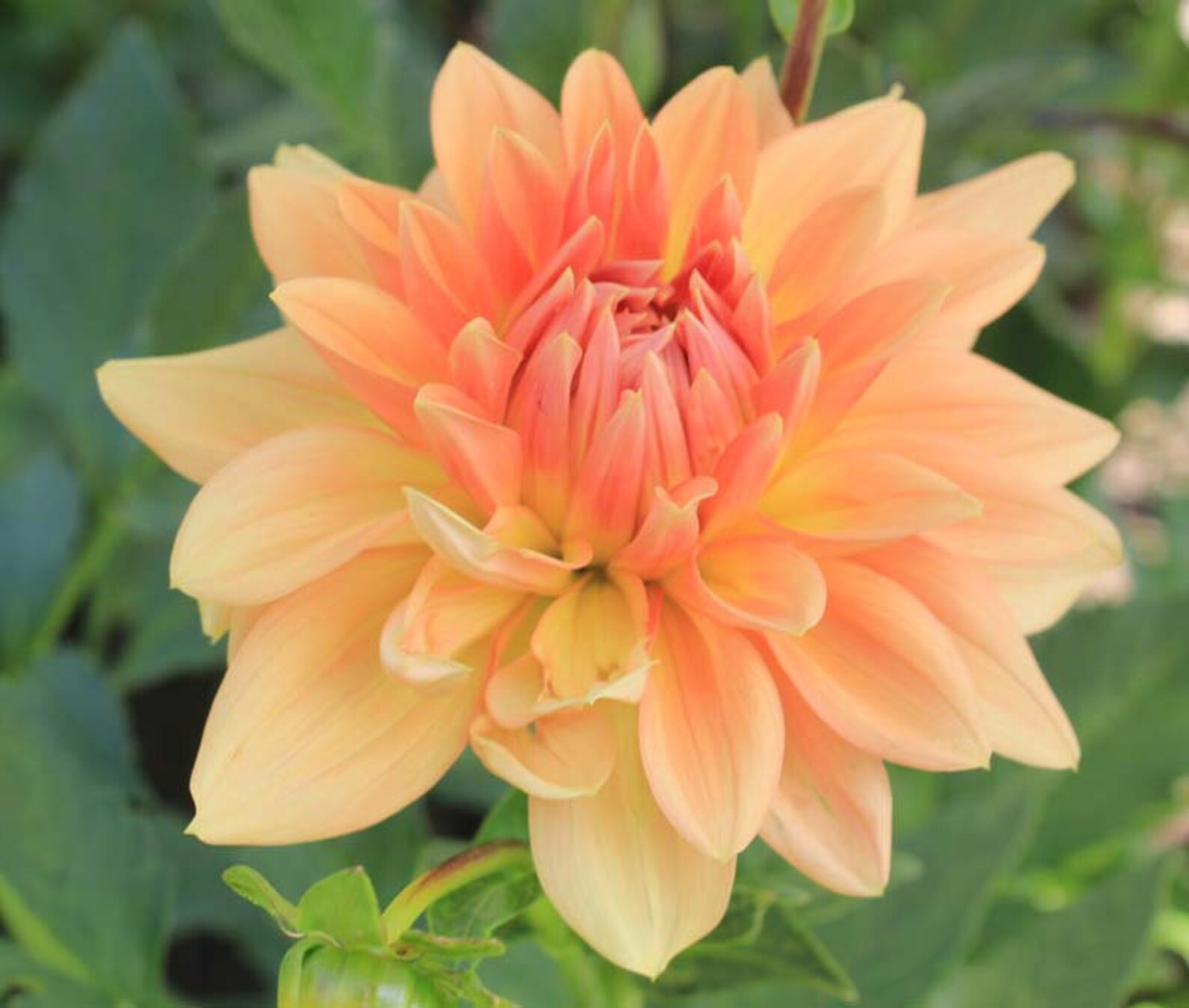 One Honeymoon Dahlia Tuber Honeymoon Tuber Apricot Orange - Etsy | Etsy (US)