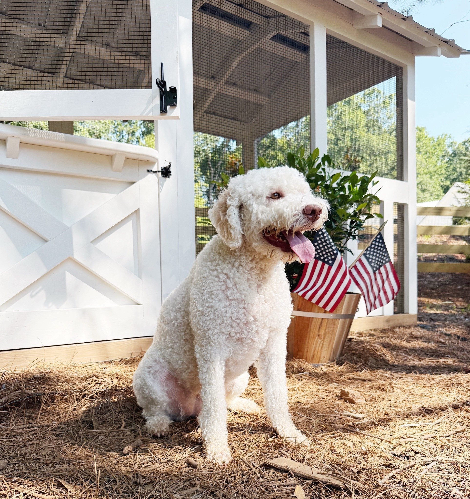 Meet our backyard supervisor 🐶🇺🇸
This little white barn-style coop has become one of our favorite spots on the property—complete with flags, fresh pine straw, and one very proud pup. From custom doors to soft farmhouse finishes, it’s outdoor charm at its finest 🌾✨

Tap to shop the coop vibes, outdoor finds, and pet-friendly details that make it all feel special.

#porcheandco #ltkhome #backyardstyle #modernfarmhouse #cooplove #dogfriendlydesign #starsandstripes #outdoorcharm #countryvibes #patriotichome #whitebarnstyle #chickencoopgoals


#LTKHome #LTKOver40 #LTKStyleTip