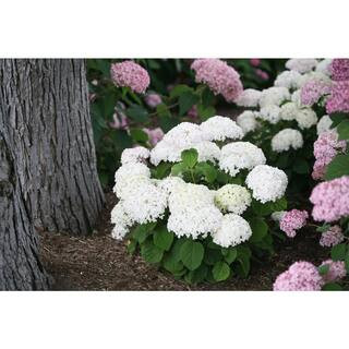 PROVEN WINNERS 4.5 in. Qt. Invincibelle Wee White (Smooth Hydrangea) Live Shrub White Flowers HYD... | The Home Depot