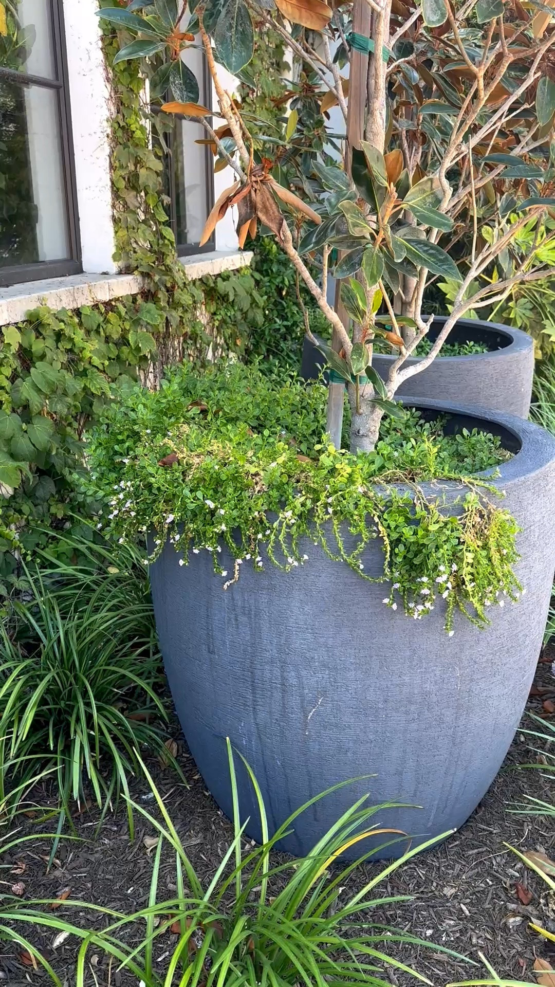 Early fall outdoors 🍂 A simple planter moment can bring just the right seasonal shift to the garden. I love the mix of deep green foliage, warm bronze tones, and a clean sculptural planter—it feels natural, layered, and quietly sophisticated without looking overly “fall.”

An easy way to refresh the patio or entry for the season while keeping everything lush and timeless.

#OutdoorPlanter #Planter #OutdoorDecor #FallOutdoorDecor #EarlyFall #FallDecor #PatioDecor #GardenDesign #OutdoorLiving #LandscapeDesign #FallInspiration

#LTKSeasonal #LTKHome