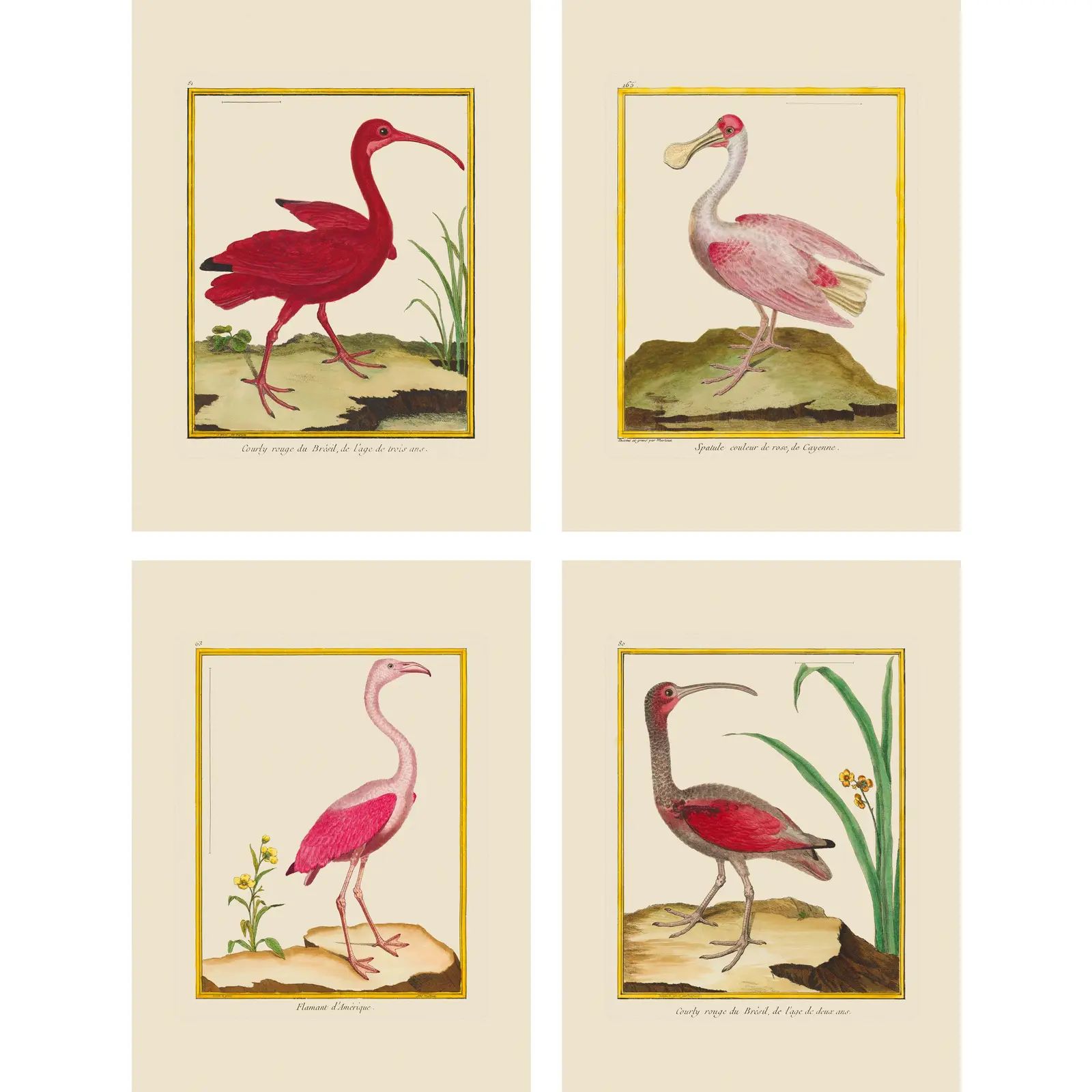 Contemporary Pink Martinet Shore Bird Giclee Reproductions Prints - Set of 4 | Chairish