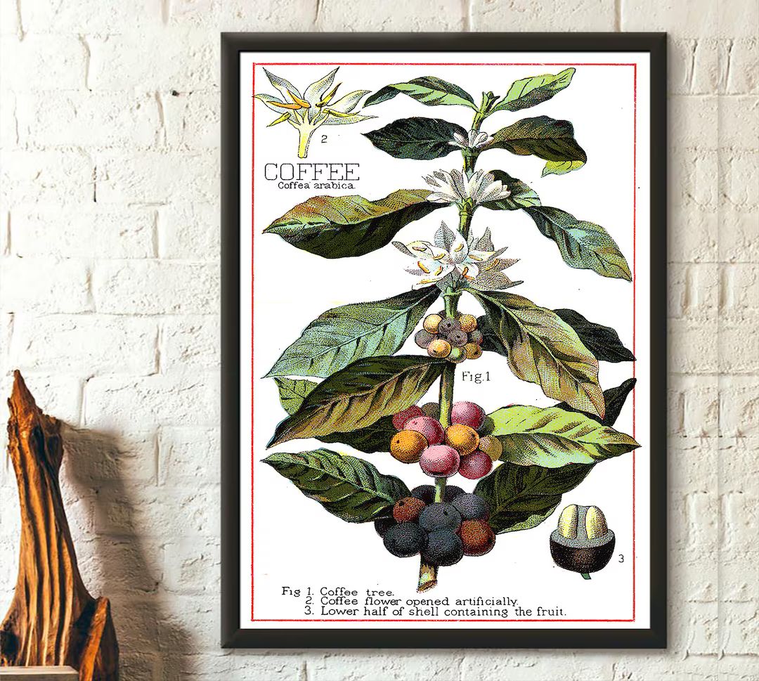 Vintage Coffee Plant  Botanical Poster Vintage Kitchen Decor - Etsy | Etsy (US)