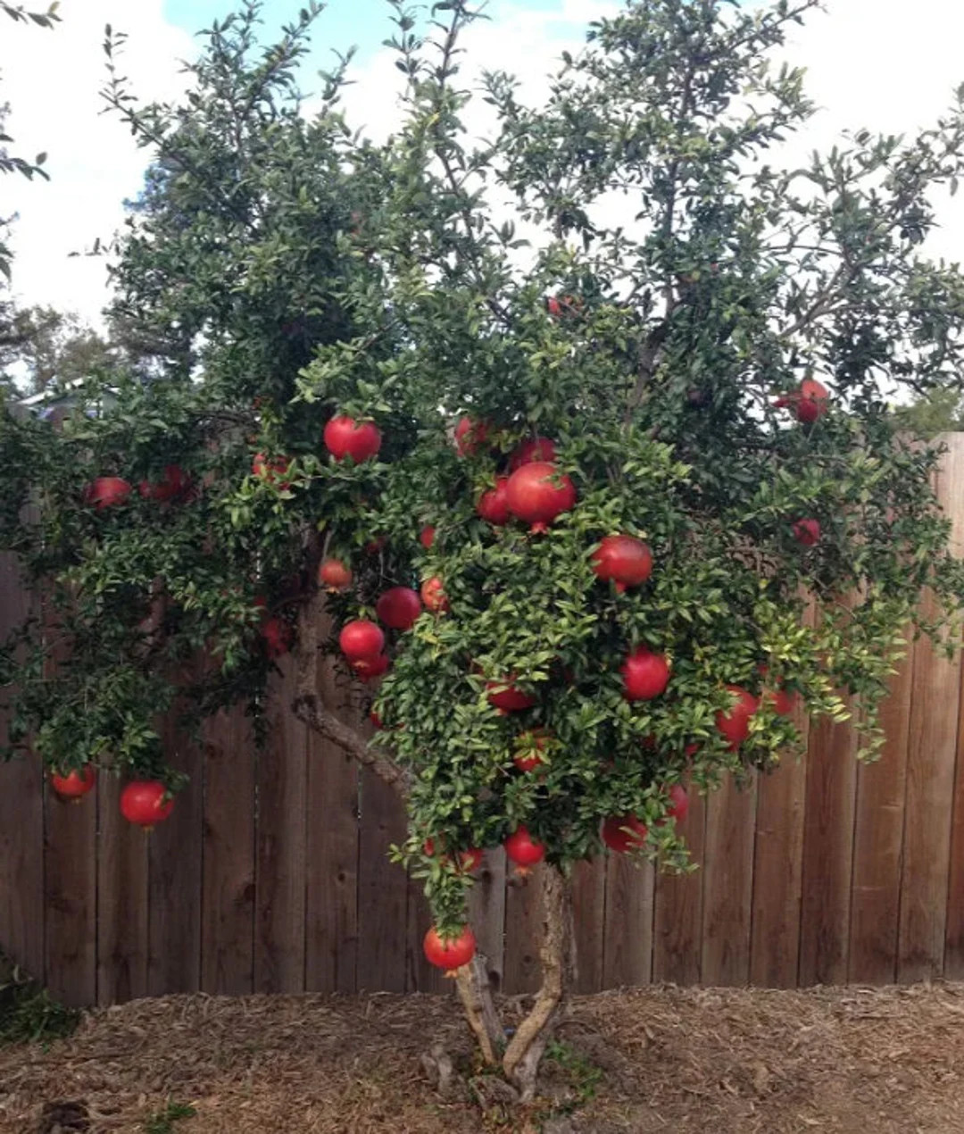 Salavatski Pomegranate Starter Tree - Punica Granatum - Russian Pomegranate Plant - 4 to 6 Inch S... | Etsy (US)