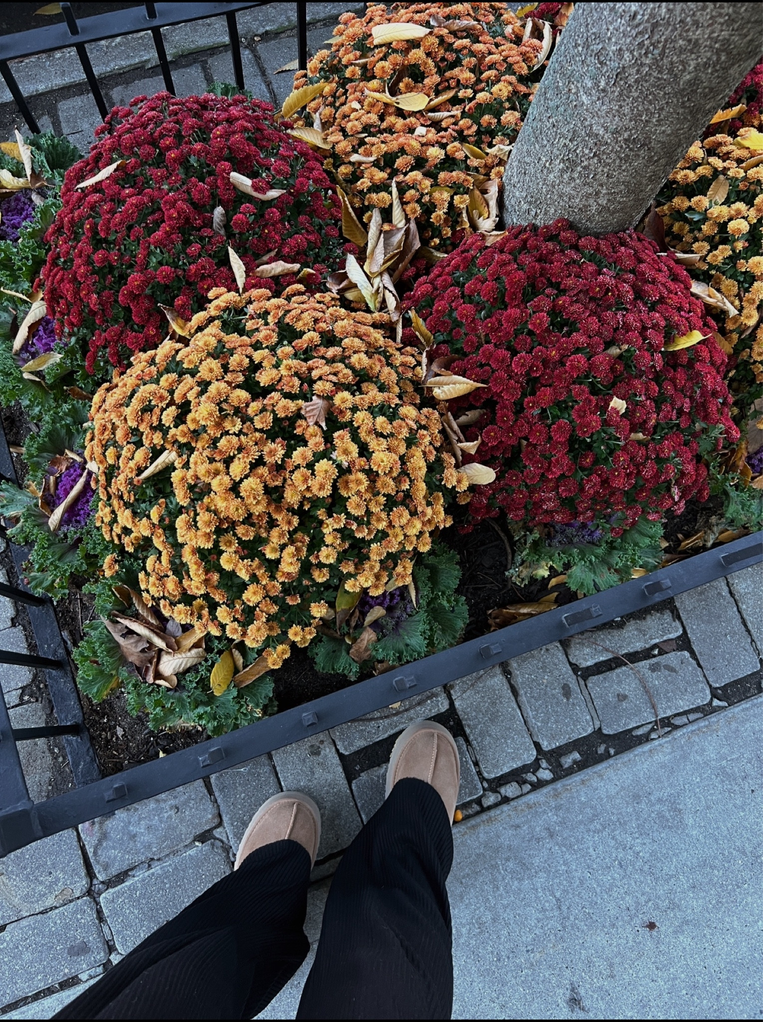 Platform Ugg tazz are avail on Stockx! Also listed some great dupes below 