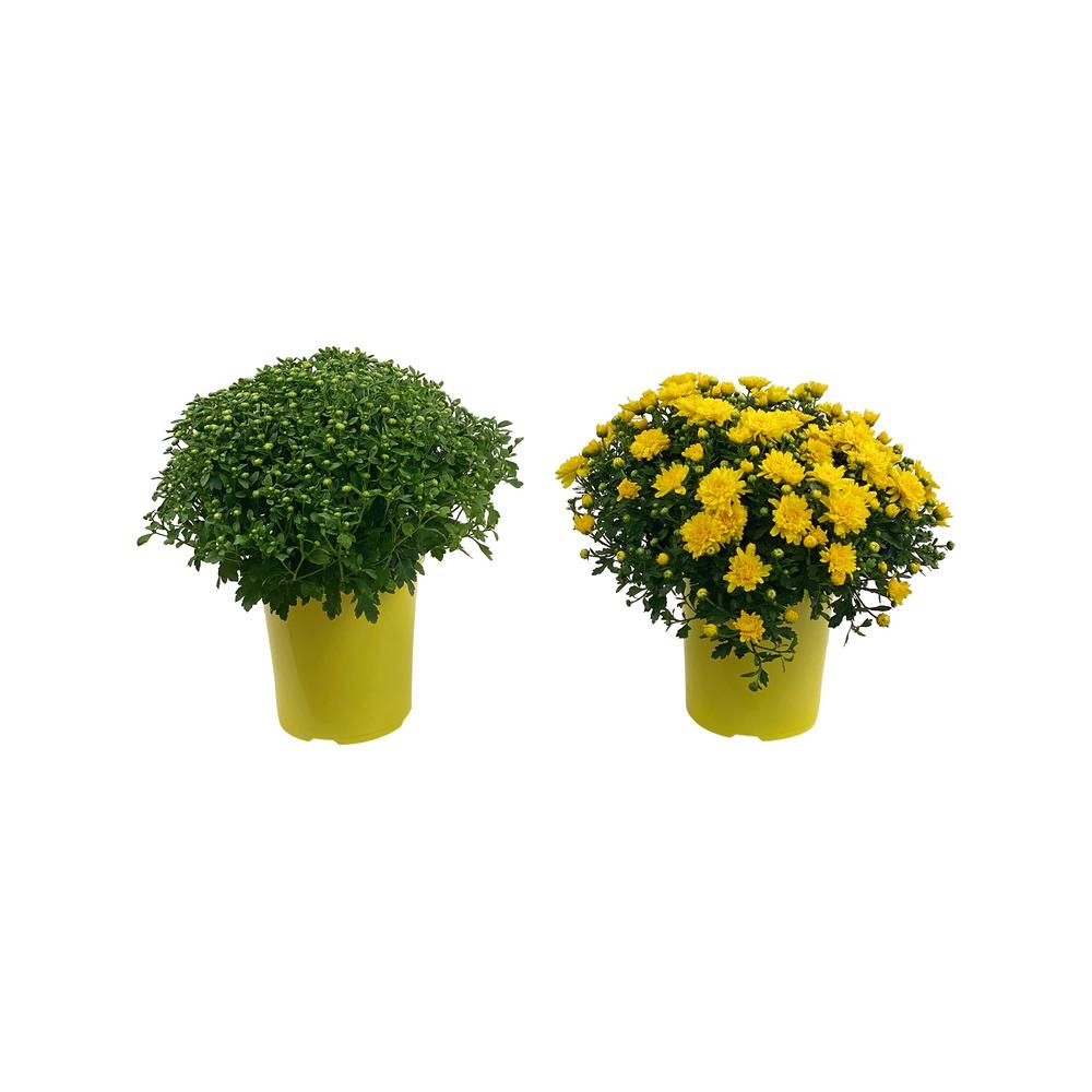 Pure Beauty Farms Mum Chrysanthemum Plant Yellow Flowers in 1 Gal. Grower's Pot (2-Plants) | The Home Depot