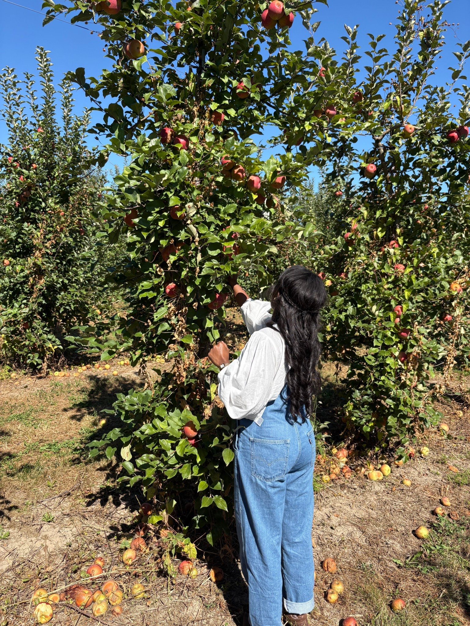 Apple picking outfit
Top (Gap): medium
Overalls (Levi’s) : small

#LTKSeasonal #LTKFindsUnder100 #LTKPetite