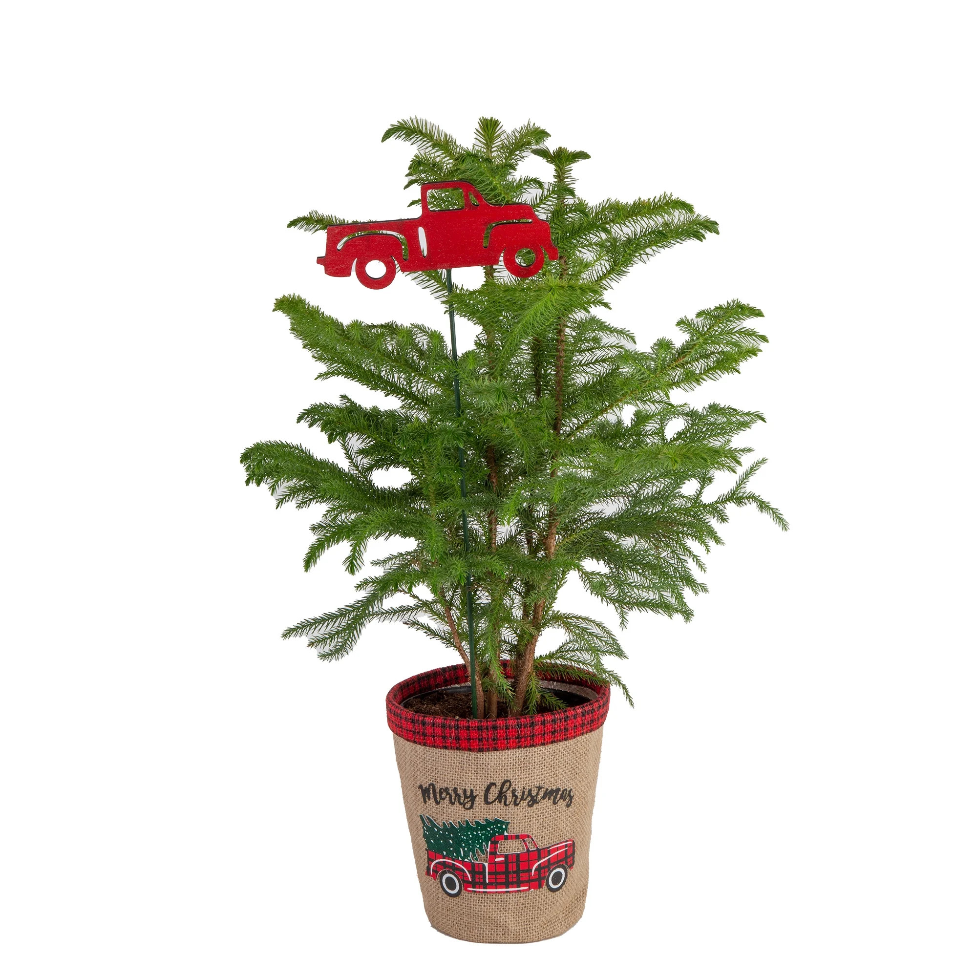Holiday Time Live Indoor 18in. Tall Green Norfolk Island Pine Plant in 6in. Burlap | Walmart (US)