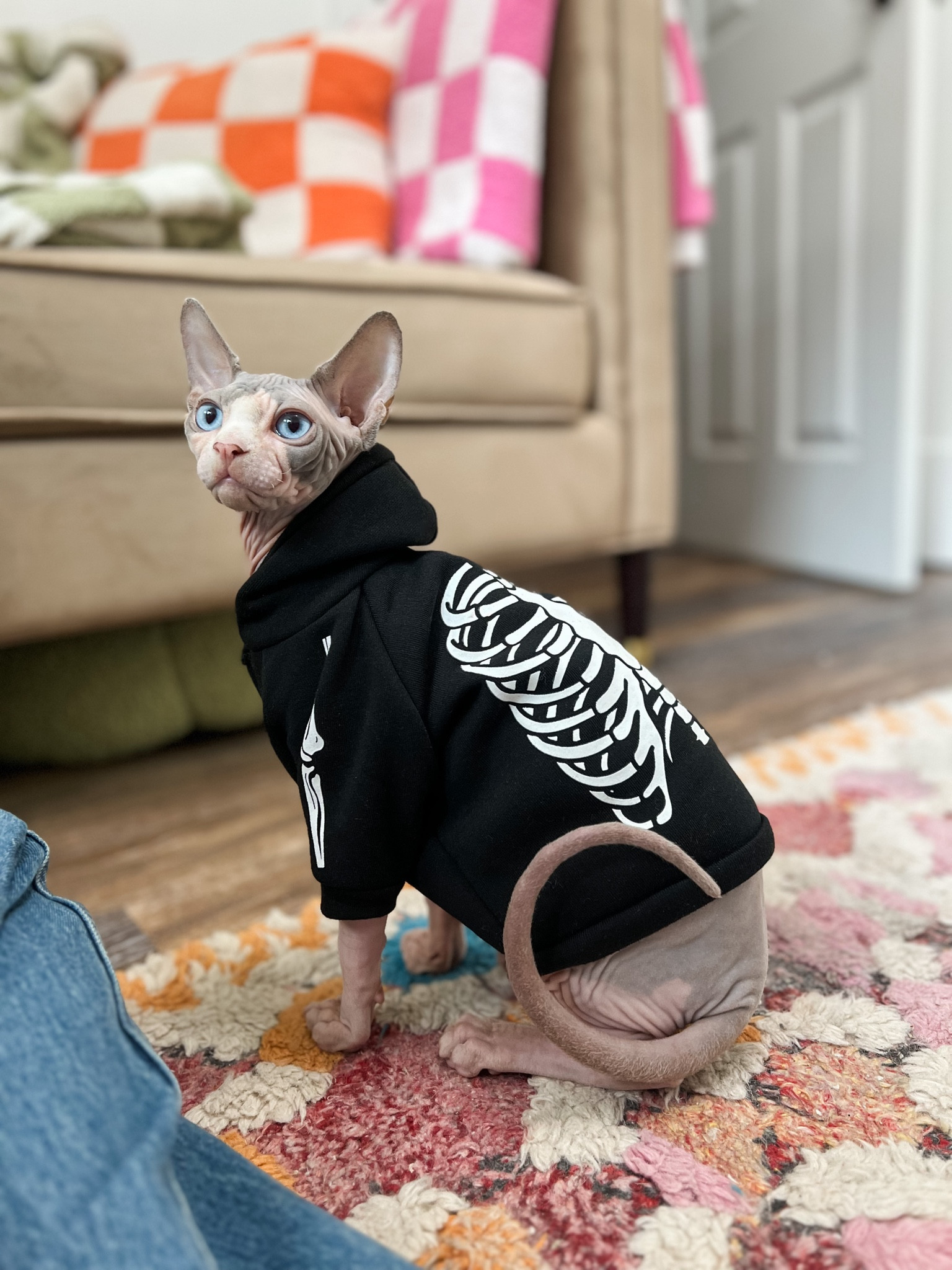 Halloween fall skeleton pet hoodie for cats or dogs. Marshall is 6 lbs wearing a size xs

#LTKfamily #LTKHalloween #LTKSeasonal