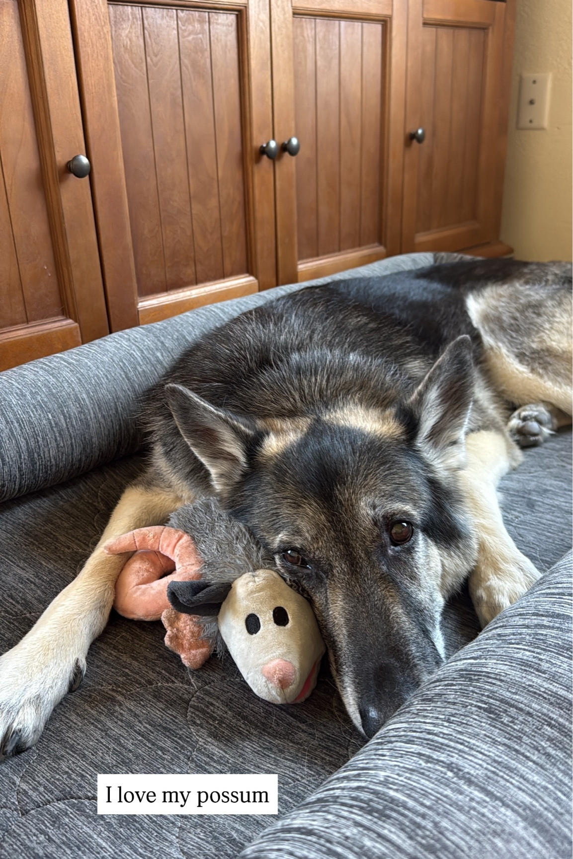 My cute pup and his comfort possum 🐾🖤

Doglife
Sweetpup
Plushietoy

#LTKdayinmylife #LTKstorytime #LTKHome