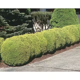 BELL NURSERY 1 Gal. Winter Gem Boxwood (Buxus) Live Evergreen Shrub BUXUS1WGM1PK - The Home Depot | The Home Depot