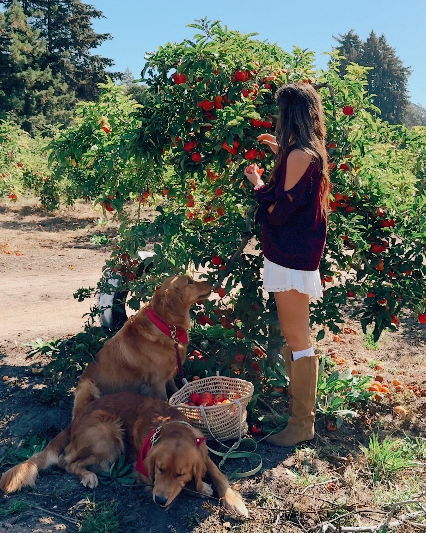 Love a slip skirt + oversized sweater + tall boots combo. My skirt is under $30! Code JYO20 for 20% off all Marc Fisher boots 

#LTKSeasonal #LTKShoeCrush #LTKFindsUnder50