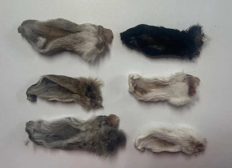 15 Rabbit Ears, AMISH RAISED, Dehydrated, Natural Chew Toys for Dogs & Cats. No Preservatives. - ... | Etsy (US)