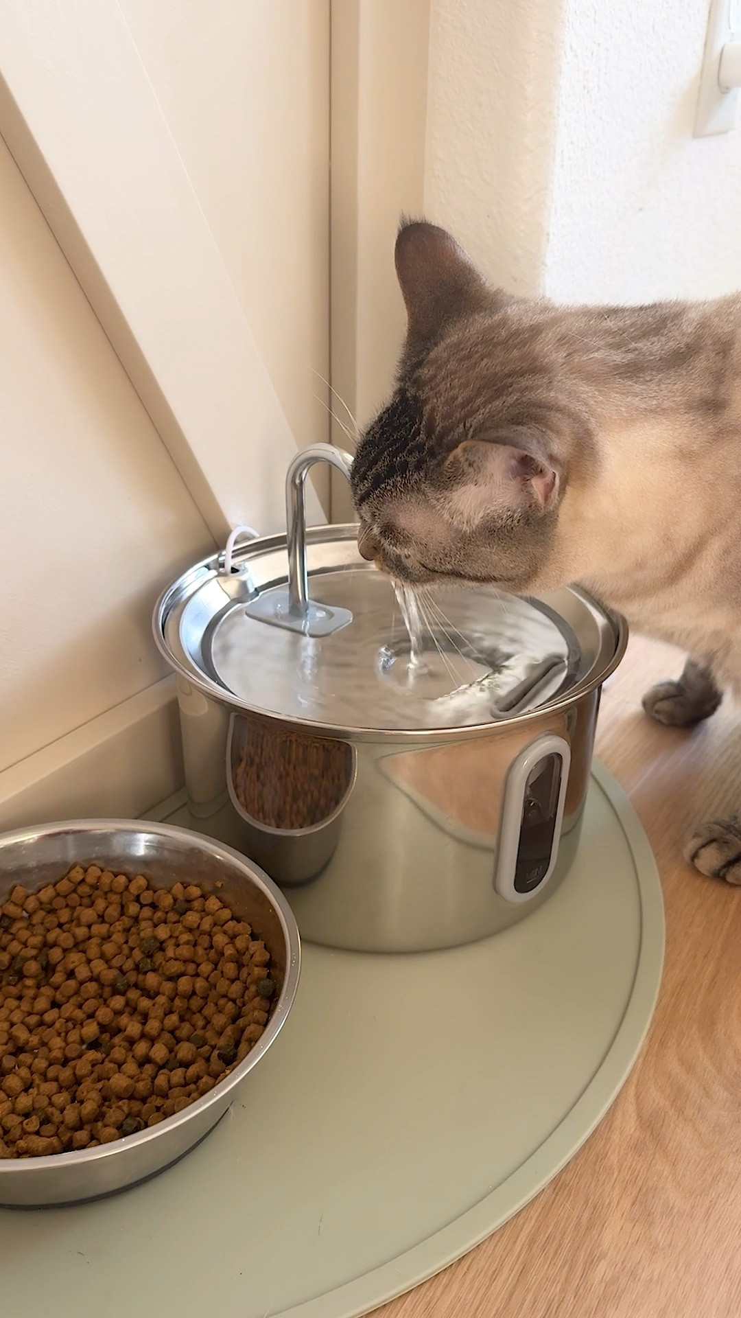 Cat water fountain 🐱 

#LTKPets #LTKFindsUnder50 #LTKHome
