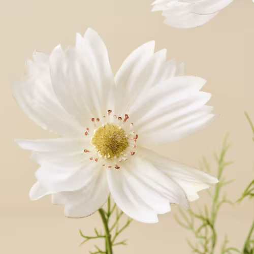 31" Cosmos Stem | Magnolia