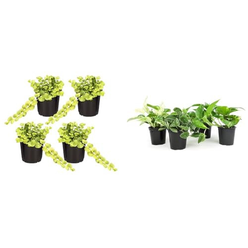 Live Lysimachia Plant Creeping Jenny (4 Plants) and Live Pothos Plants (4PK) Indoor Hanging Plants | Amazon (US)