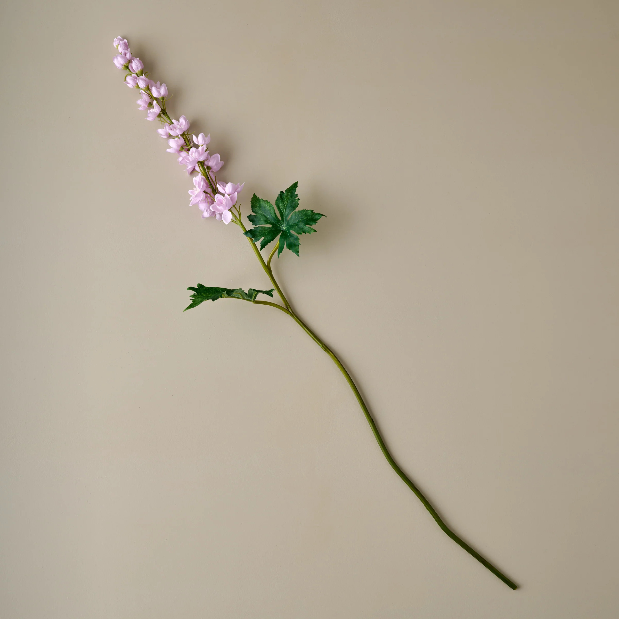 Larkspur Stem | Magnolia