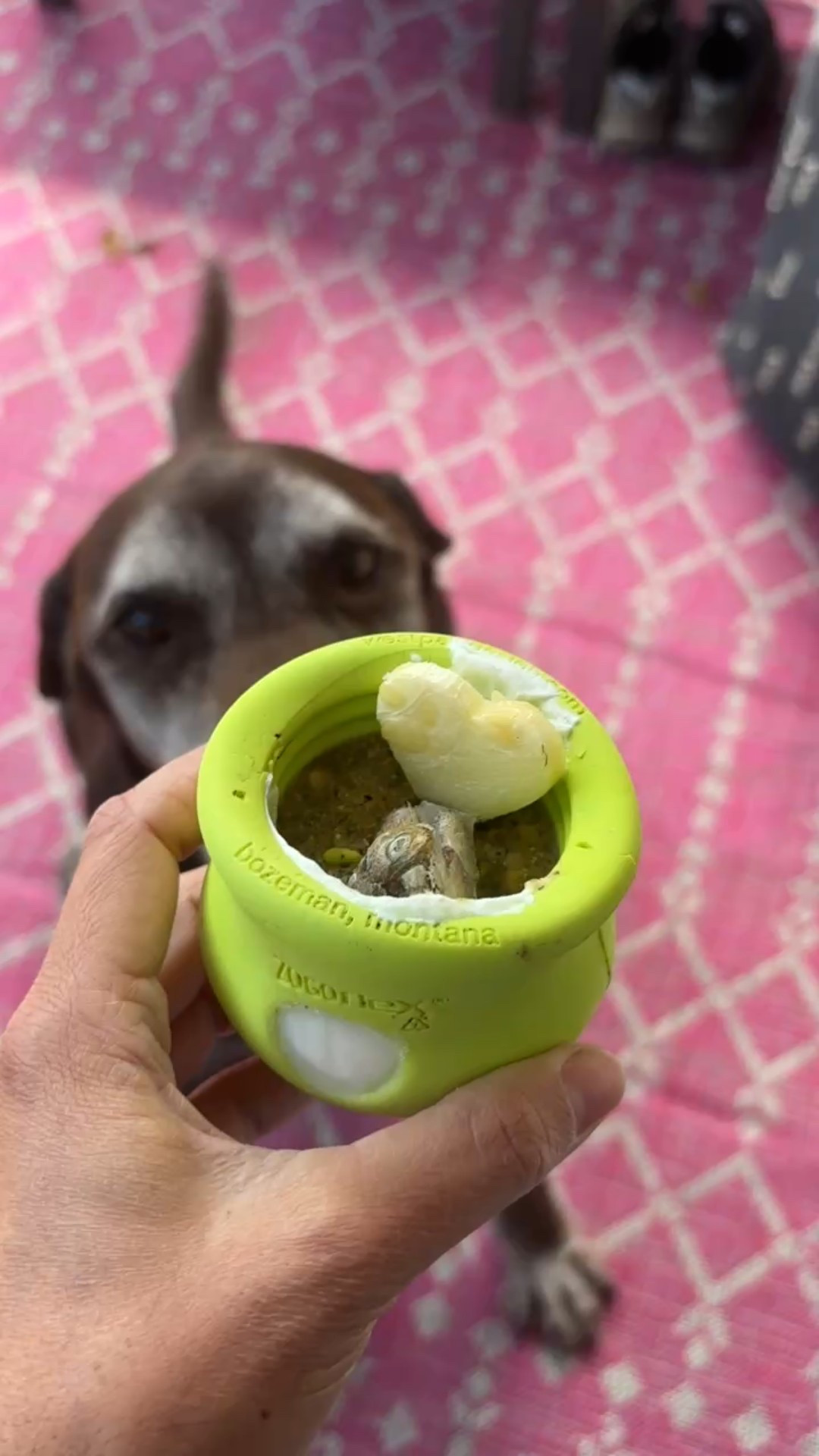 You need a toppl in your life! Look at that wag 

#LTKPets