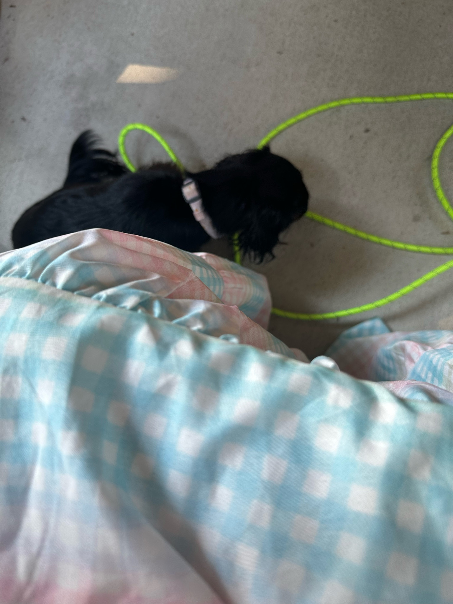 Indy’s long lead—it also floats and we have a life jacket that matches! Also linking all puppers summer must haves and my dress!

#LTKStyleTip #LTKFindsUnder50 #LTKSeasonal