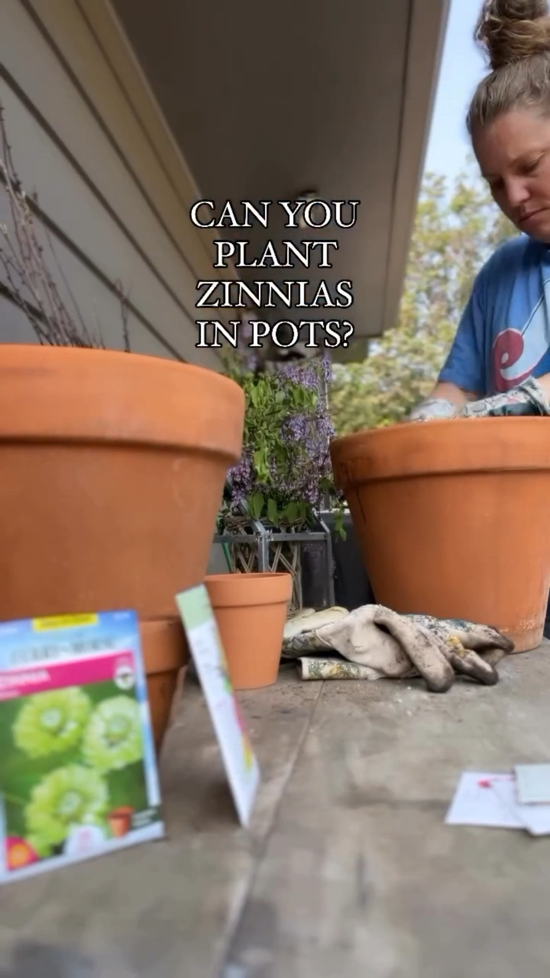 Just one more reason to love zinnias! ❤️🌸Not everyone has space for raised beds or flower beds…luckily zinnias do fabulous in pots or containers! 🙌🏻

While zinnia seeds can certainly thrive in pots, it’s important to opt for the smaller or dwarf variety of seeds for container gardening success. 

Last season, I had fantastic results using Thumbelina Zinnia elegans from @botanical_interests and the Zinnia Envy container variety from Ferry~Morse, conveniently found at @walmart! Here are a few others from @parkseedco that also do well in pots…Dreamland, 
Magellan & Profusion! I’ll be trying Magellan this year!

Always make sure to check the  height listed on the seed packets or seeking out those labeled as container varieties is key. 

Taller zinnias can get a bit unruly in pots, although they can still work with a bit of extra care! 

🌸Here’s a handy tip: more seeds equals more blooms! This approach is perfect if you’re short on garden space or simply want to sprinkle color across your yard or deck. 

Just remember to provide them with full sun exposure and consistent watering! 

👉🏻Have you tried planting zinnias in pots before? Share your experiences in the comments below and comment “TIPS24” and I’ll DM you more information! 

#zinnialovers #easycutflowerstogrow #zinniasflowers #zinnia #zinnias #zinniasofinstagram #cutflower #lazygirlsgardenclub #zinniaplanting #zinniasinpots #containergardening