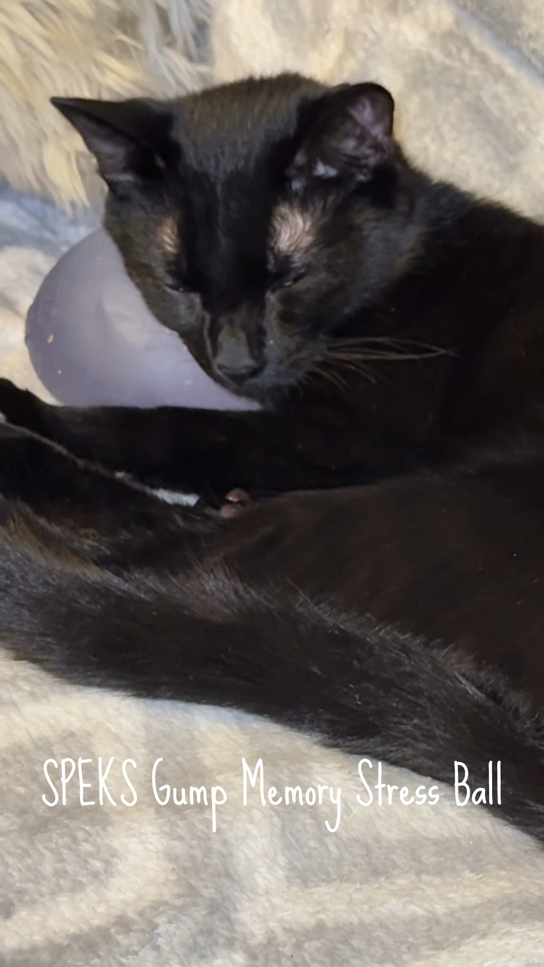 A little everyday calm with Speks 💜
This Speks stress ball is soft, grounding, and even cat-approved 🐈‍⬛ #speks #speksgumpmemorygelstressball #stressball 

#LTKKids #LTKGiftGuide #LTKOver40