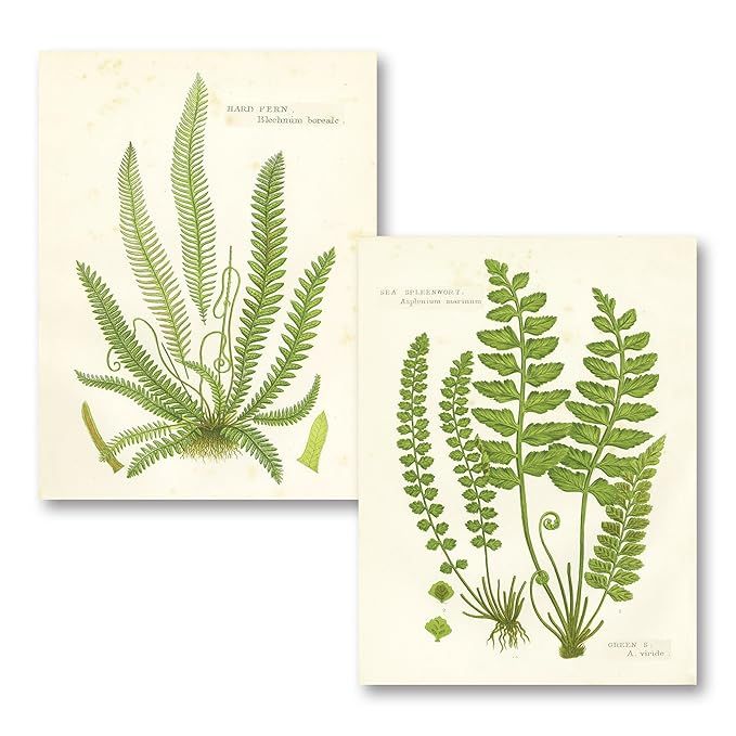 Gango Home Decor Vintage Fern I & II by Gwendolyn Babbitt (Printed on Paper); Two 12x16in Unframe... | Amazon (US)