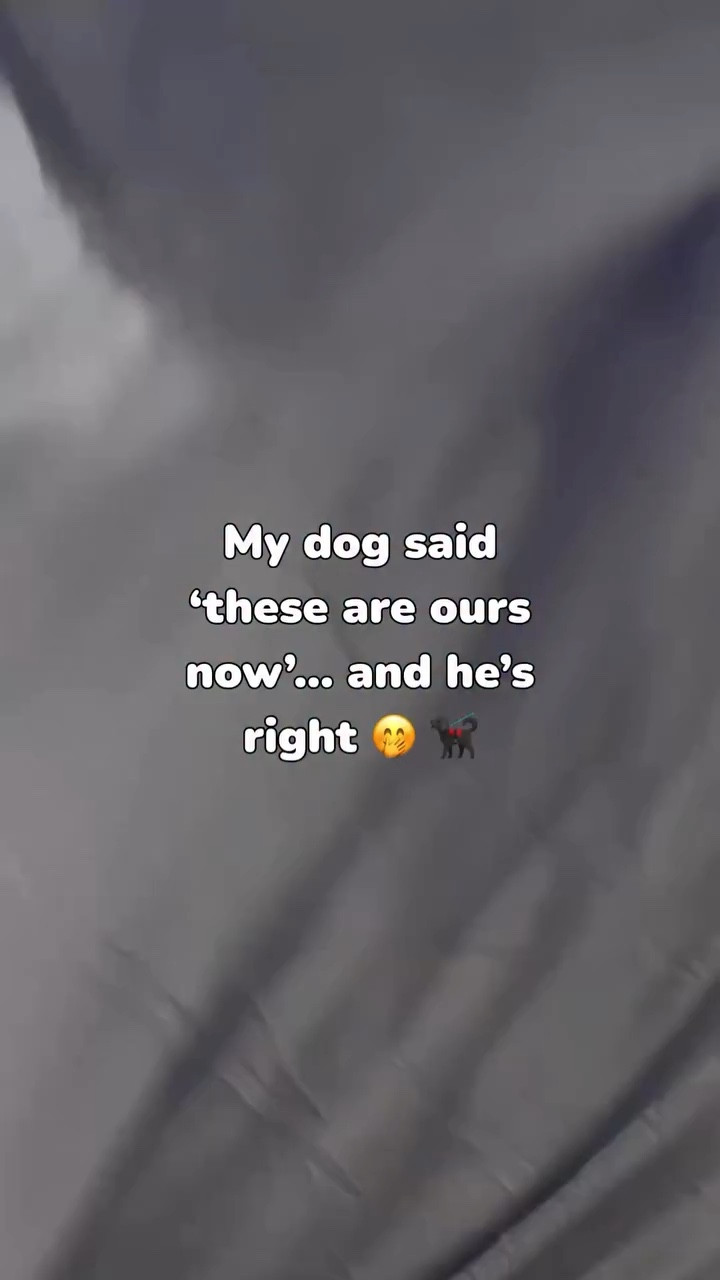 I got new sheets… and Oreo immediately claimed them 🐾 💙

I don’t blame him. They’re that soft. Like your favorite t-shirt, but actually cooling. Now it’s our new spot for snuggles.

Use code DREAMWDENISEG15 for 15% off @bleubullybedding 💙

#bleubully #bleubullybedding #bleubullypartner #doglover #fyp