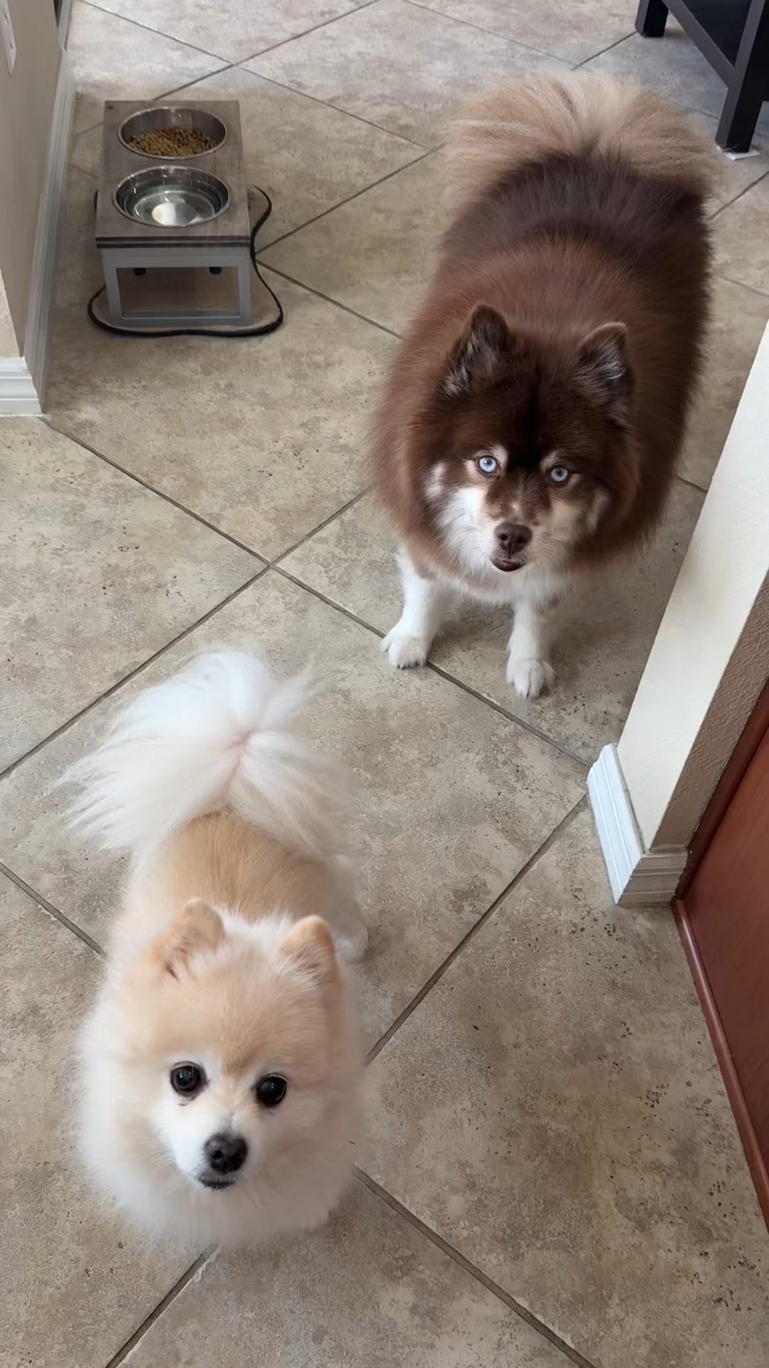 Treat time with Razz & Copper 🐶🤍
We’ve been loving Freshpet Dog Joy Treats — simple ingredients, happy pups, and lots of tail wags.
Linked here because dog mom finds that actually get used are the best ones 🐾✨

#LTKmomlife