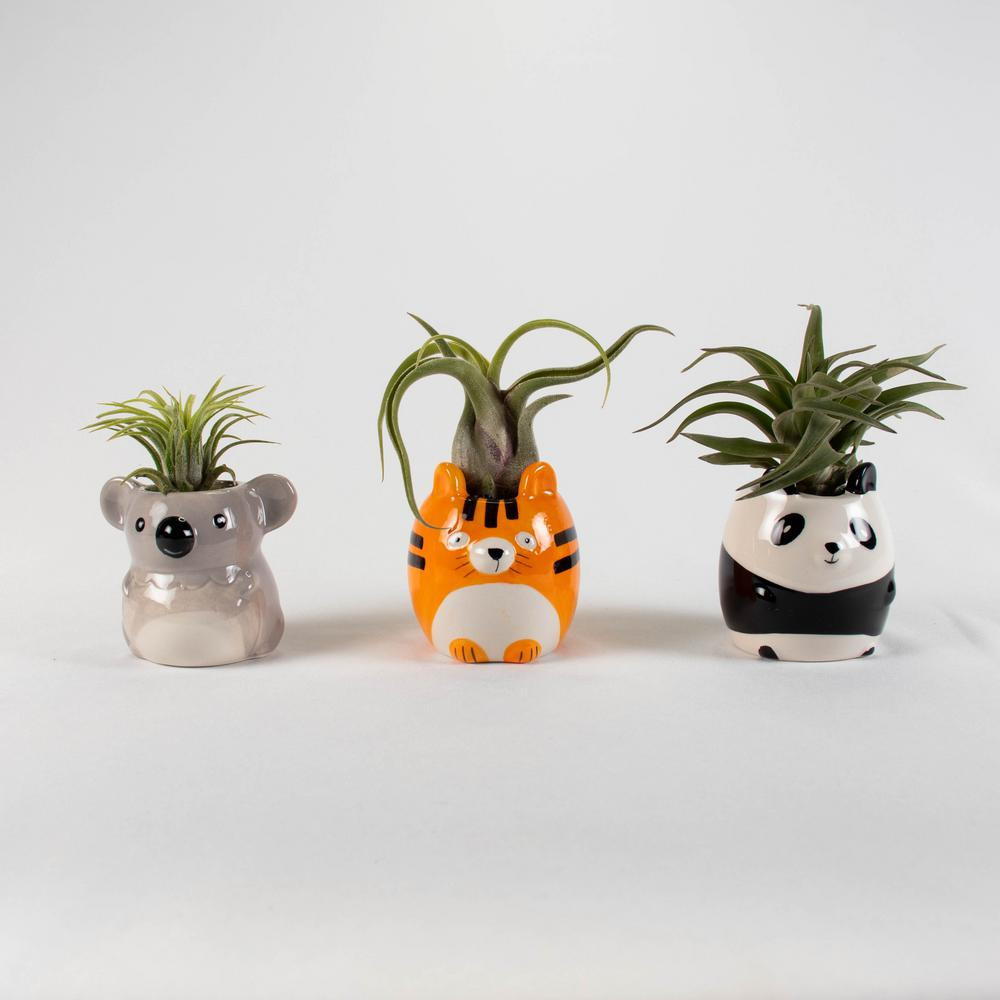 TropicalPlants.com Air Plant Trio (Tillandsias) - Live Plants in 2 in. Multi-Color Tiger, Koala, Pan | The Home Depot