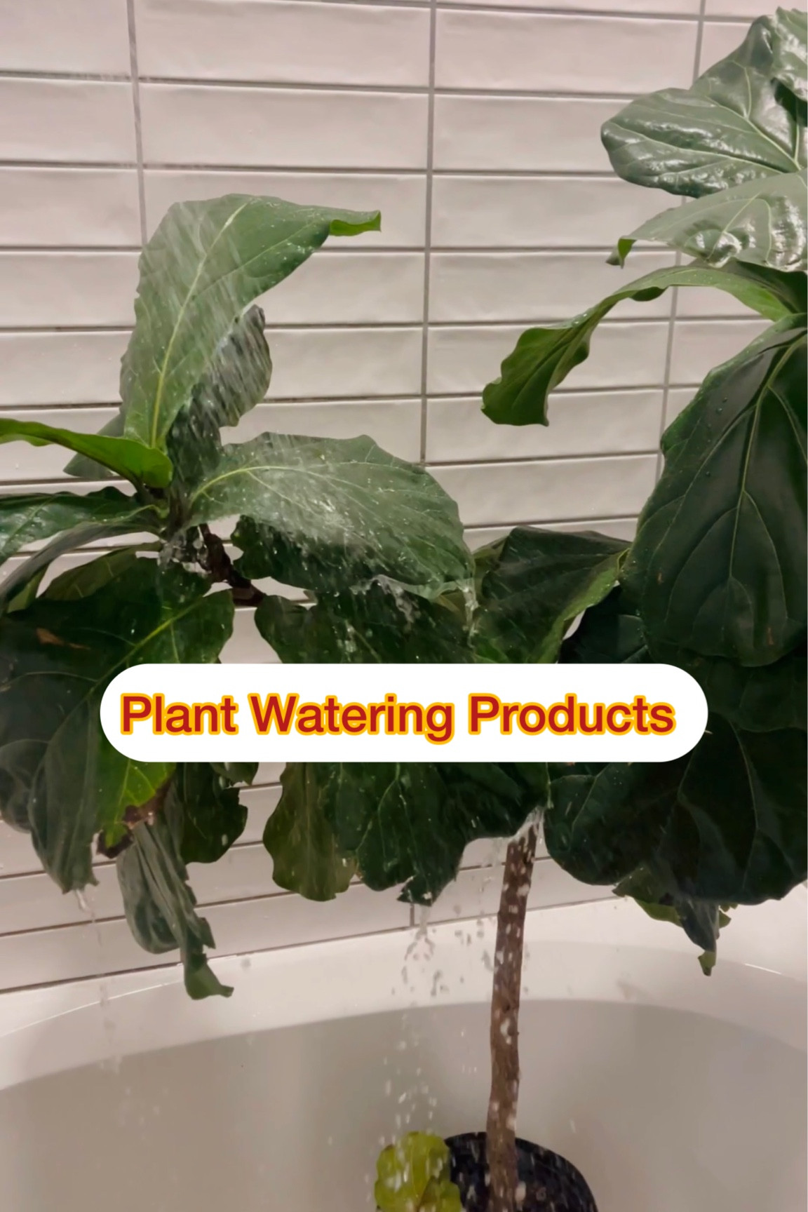 Add these products to your weekly plant watering routine to prevent pest, clean and shine leaves & to promote growth this Spring/Summer. 

#LTKSeasonal #LTKhome