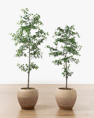 Faux Cascalote Tree 8' | McGee & Co. (US)