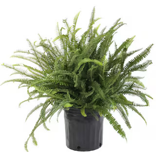 Costa Farms Kimberly Queen Fern House plant in 10 Inch(es) Pot 1 -Pack | Lowe's