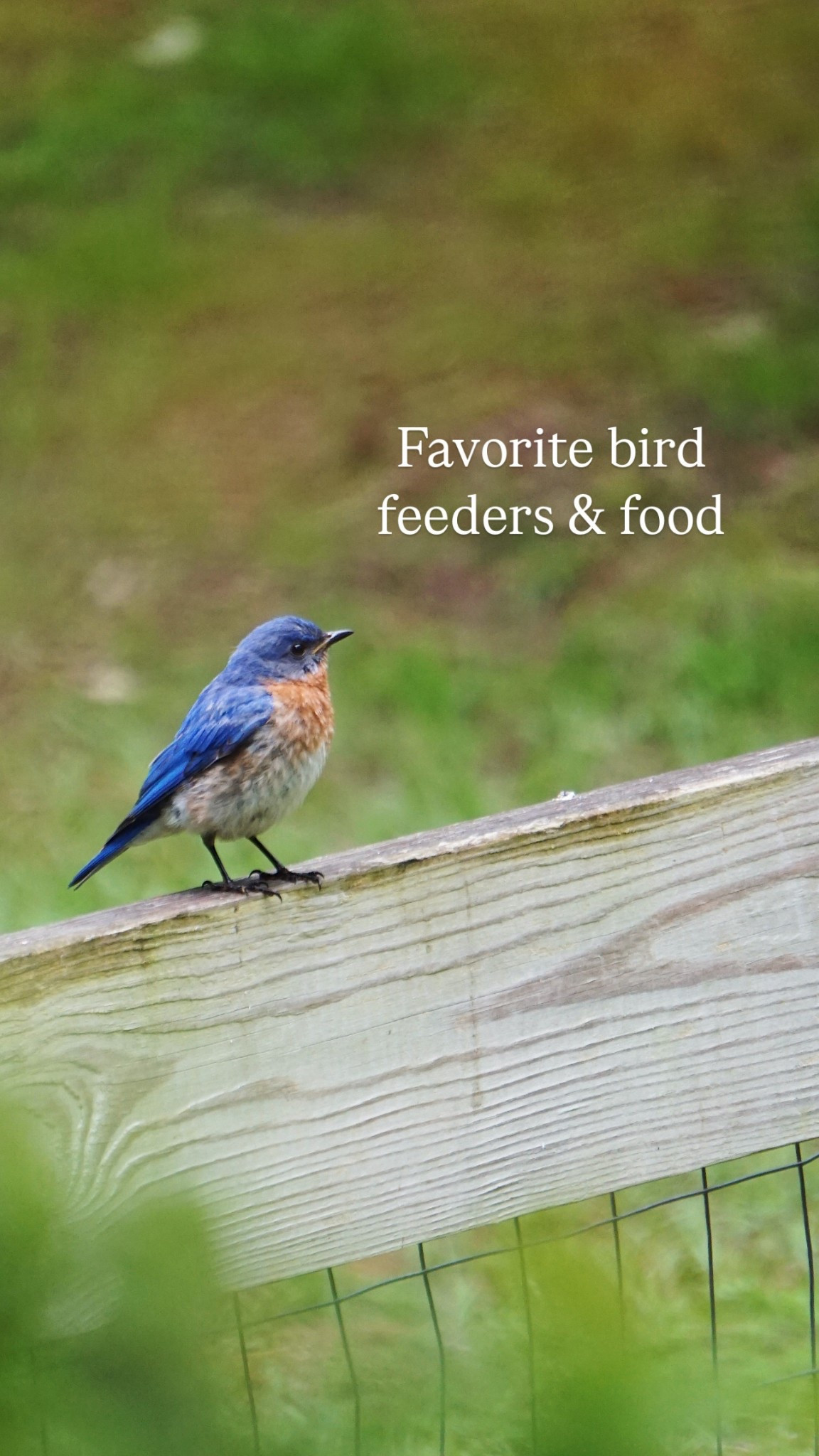 So many of you have asked for my recommendations for what we use in our yard!  I have everything linked here! 

#LTKSummerEdit #LTKSeasonal #LTKHome