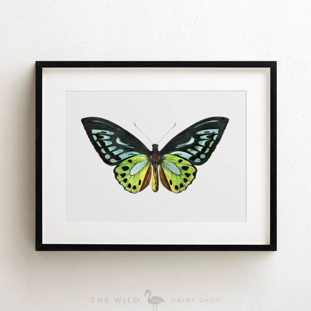 Vintage Butterfly Print, Butterfly Art Print, Butterfly Wall Art, Unframed Print - Etsy | Etsy (US)
