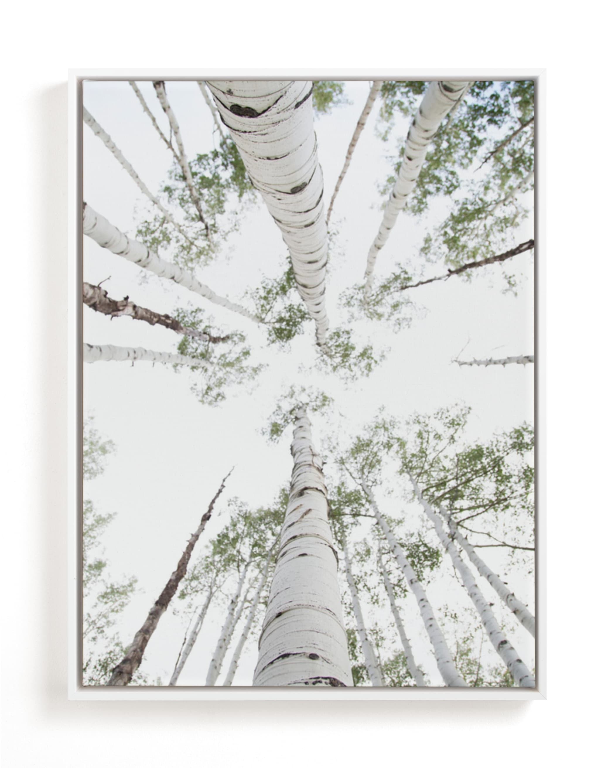 "Aspens at Altitude" - Photography Limited Edition Art Print by Kaleb Nimz. | Minted