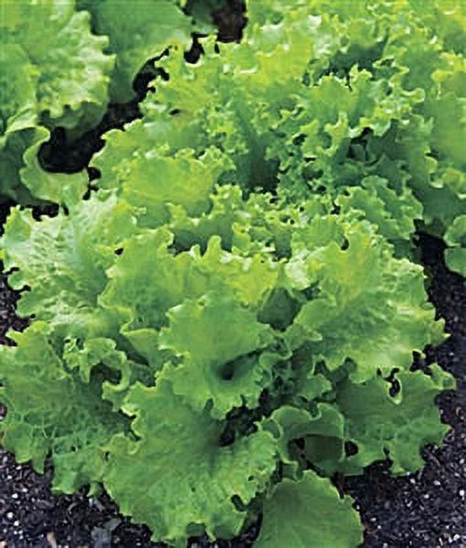 Lettuce Black Seeded Simpson Seed Heirloom - 1 Packet | Walmart (US)