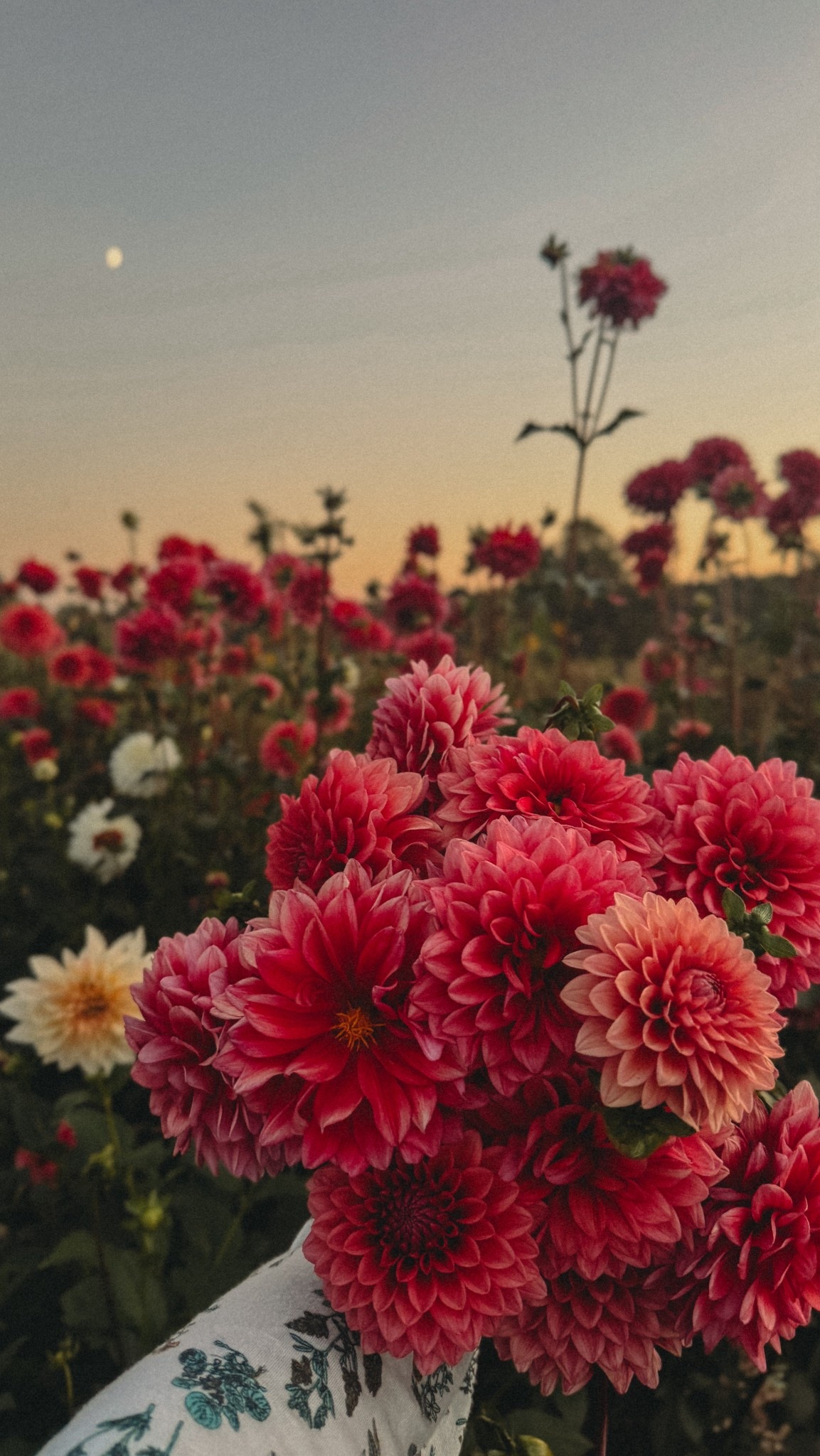 If you’re planting dahlias this year, don’t overlook your small local growers. That’s where some of our best blooms have come from.

I just grabbed a handful of tubers and linked them on my LTK so you can see the varieties I chose.


#LTKHome