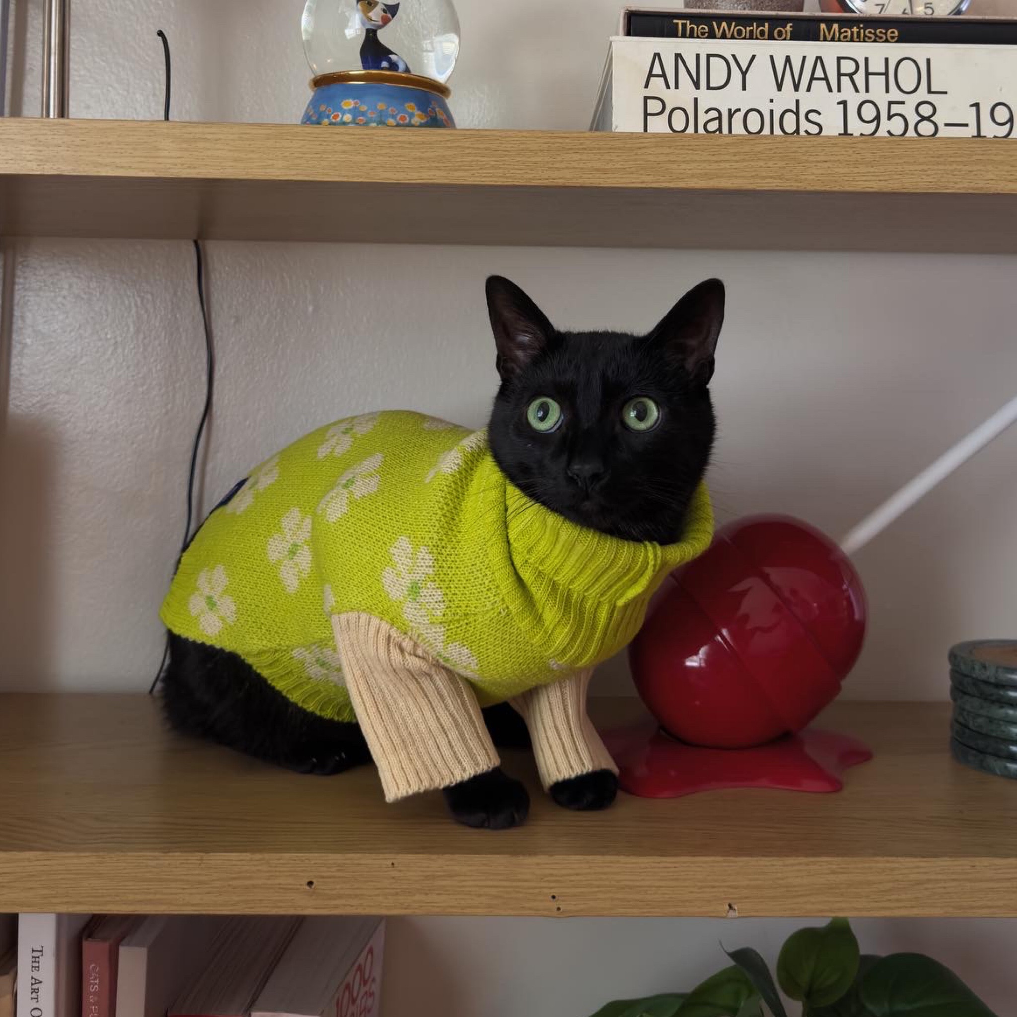 Beegee wearing his cute new sweater!!!