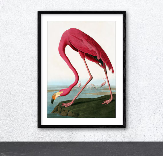 Vintage Flamingo Bird Giclee Fine Art Print by JOHN JAMES AUDUBON. Highest Quality Archival Print... | Etsy (CAD)