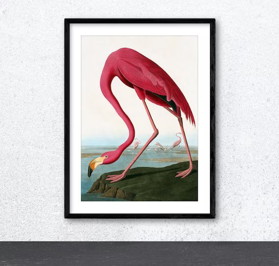 Vintage Flamingo Bird Giclee Fine Art Print by JOHN JAMES AUDUBON. Highest Quality Archival Print... | Etsy (CAD)