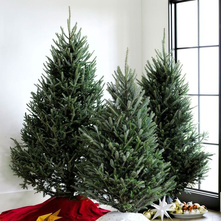 Fresh Blue Ridge Mountain Christmas Tree | Williams-Sonoma
