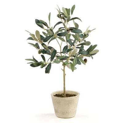 Olive Tree in Pot (Set of 2) | Wayfair North America