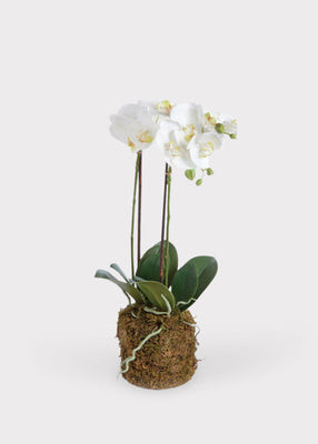 White Artificial Phalaenopsis Orchid Drop-In Plant - 23" | Afloral