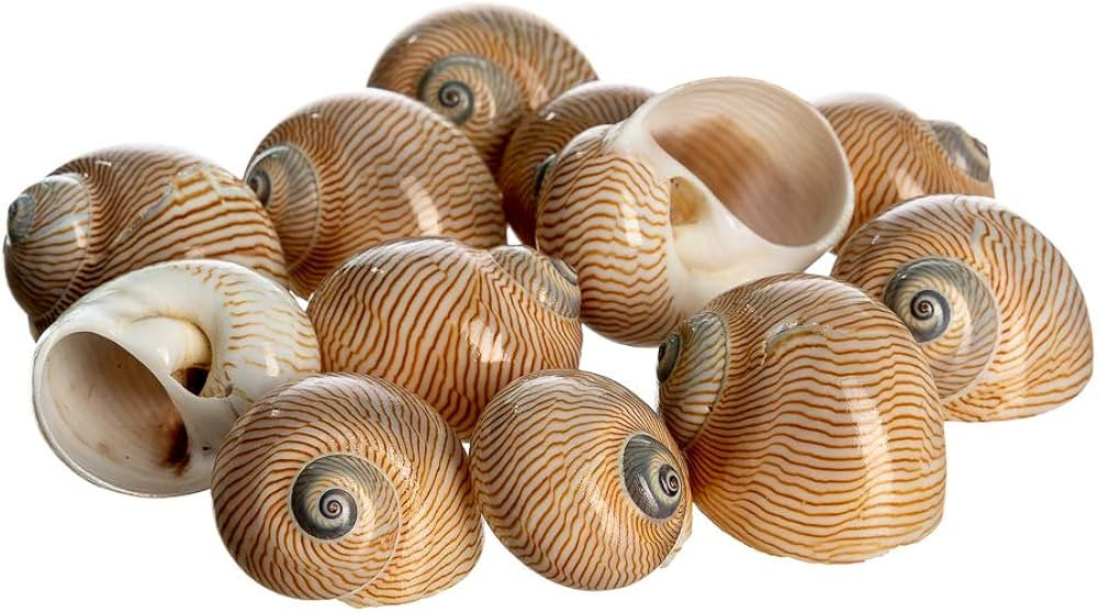 Hermit Crab Shells | Turbo Shells | 12 Natica Lineata Shells 3/4"- 1.5" | Hermit Crab House for D... | Amazon (US)