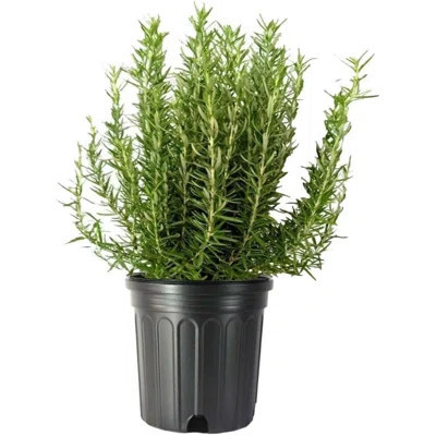 Flowering American Plant Exchange Rosemary Tuscan Blue, 10-Inch Pot, Aeromatic Cooking Spice for Home and Garden, Live Fragrant Houseplant | Wayfair North America